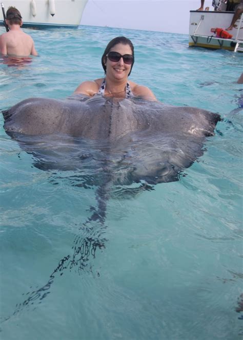 swimming with the stingrays stingray city grand cayman coolest thing ever want to do it