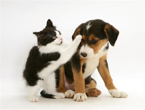 Kitten And Pup Photograph By Jane Burton