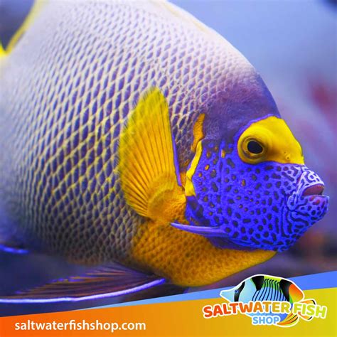 Blueface Angelfish For Sale Marine Blue Face Angel Fish For Sale Near Me