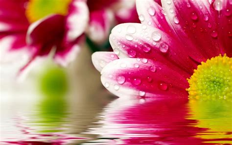 Flower Reflections Wallpapers Hd Wallpapers Id 9868