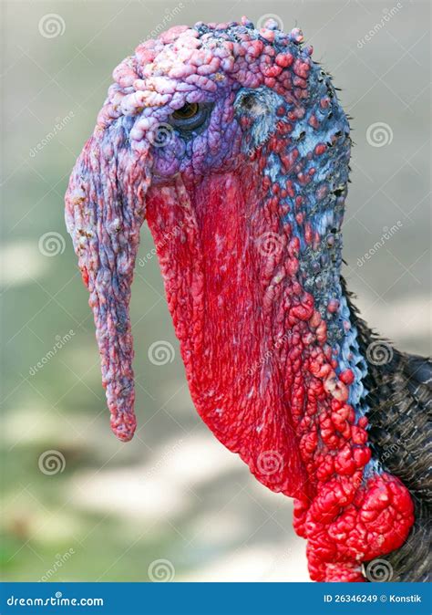 Turkey Cock Stock Image Image Of Celebration Gobbler 26346249