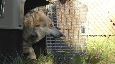 Endangered Mexican Wolf Arrives At The Wolf Conservation Center Youtube