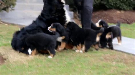 Use the search tool below and browse adoptable. Bernese Mountain Dog Puppies For Sale - YouTube