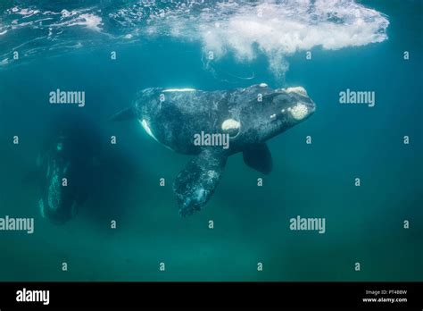 Southern Right Whale And Her Calf Valdes Peninsula Stock Photo Alamy