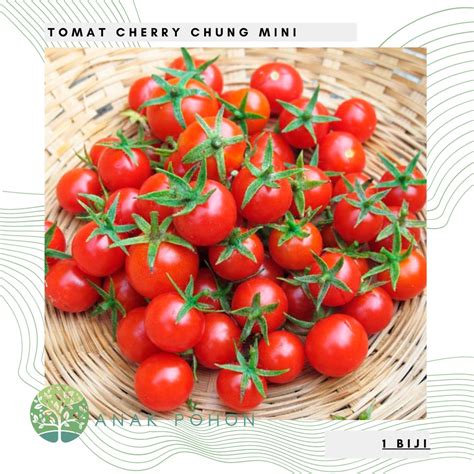 Jual Benih Bibit Biji Tomat Cherry Chung Rampai Merah Mini Tomato