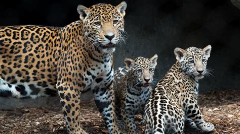 4 Month Old Jaguar Cubs Refuse To Leave Moms Side During