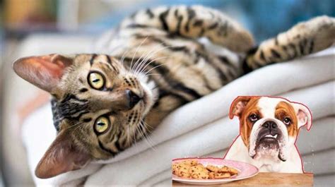 Cats have unique dietary requires and unlike dogs , cats are obligate carnivores, this means that they have to eat meat in order to survive. Can Dogs Eat Cat Food And Is This Really a Problem?