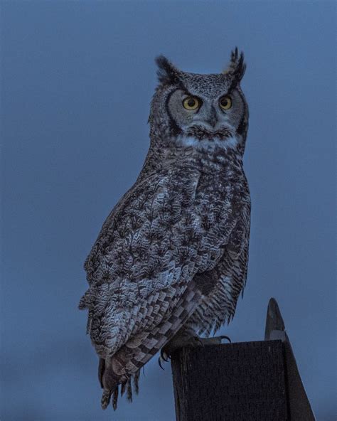 Focused Owl Smithsonian Photo Contest Smithsonian Magazine
