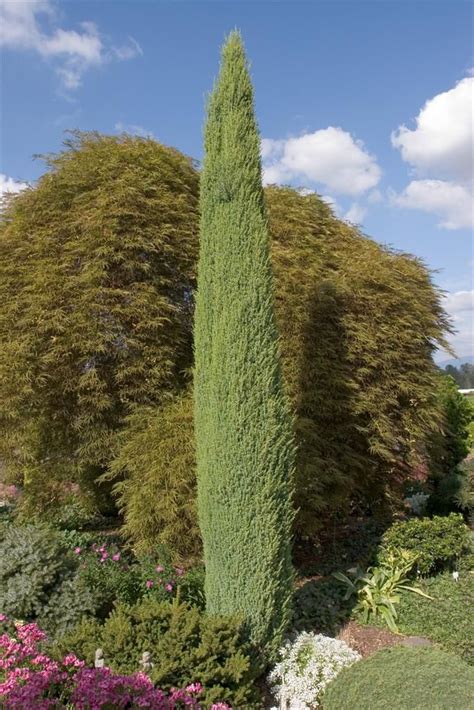 A Tall Green Tree Sitting In The Middle Of A Garden