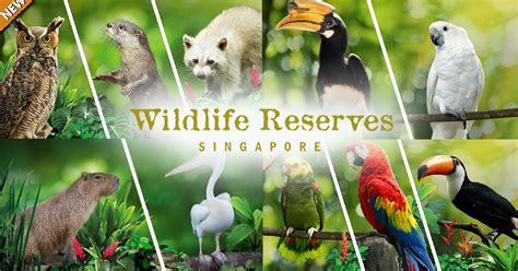 Wildlife Reserves Singapore Launches More Customized Virtual