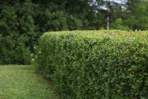 How To Grow A Privet Hedge From Cuttings 2023