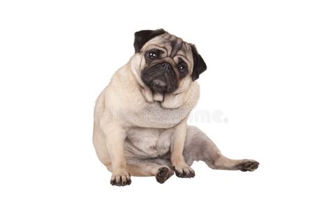 Cute Pug Puppy Dog Sitting Down Isolated On White Background Stock