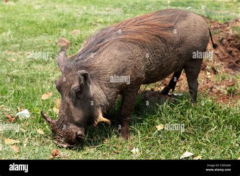 A Warthog Roots For Food On Land In Victoria Falls Zimbabwe Stock
