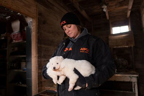 Update Aspca Begins Placing Dogs Seized From Iowa Puppy Mill With