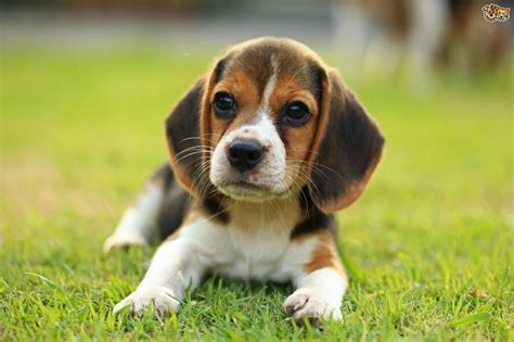 Looking for a puppy in nyc? Beagle Dog Breed | Facts, Highlights & Buying Advice ...