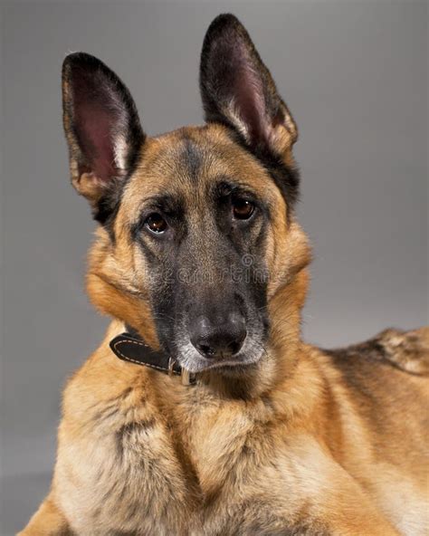 Female German Shepherd Dog Stock Image Image Of Obedient 24450431