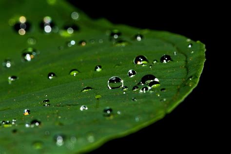 3840x2555 Close Up Dew Green Leaf Macro Rain Raindrops Water