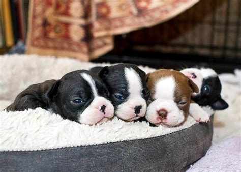 40 Of The Cutest Pictures Of Boston Terrier Puppies
