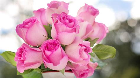 Bunch Of Pink Rose Flowers
