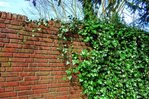 Brick Wall Ivy Free Image Download