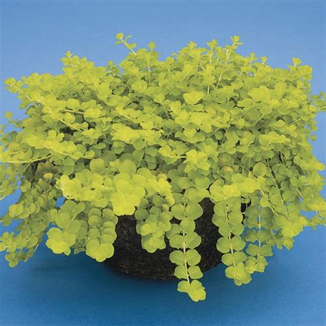 Creeping Jenny The Mill Greenhouses And Garden Centre