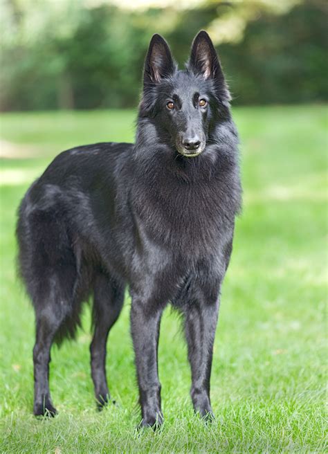 Belgian Shepherd Puppy Black