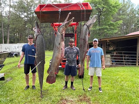 East Texans Catch Three Large Alligator Gar At Sam Rayburn Reservoir