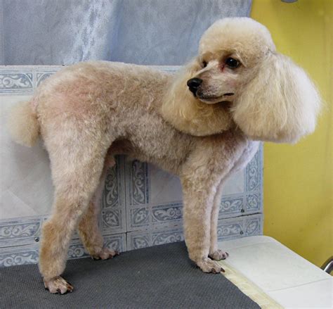 Long legs for a very flashy poodle look. Pet Grooming: The Good, The Bad, & The Furry: No Poodle Look