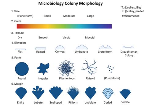 Morphology Examples