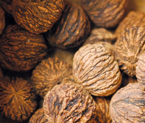 Walnuts originate from walnut trees (such as the black walnut), in the juglans family. Nuts 101: Black Walnuts | Edible Piedmont