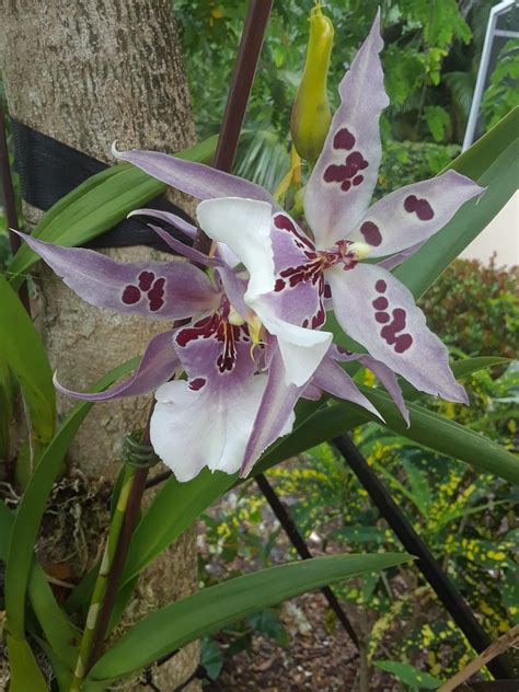 Zip codes in the city: Oncidium up close | Oncidium, Orchids, Delray beach