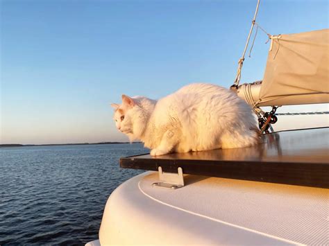Cat On A Boat 101 How To Sail And Live Aboard With Cats The Home