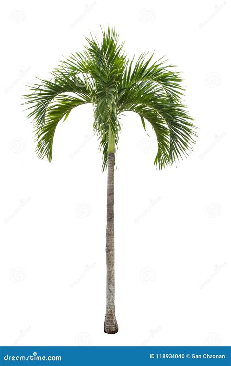 Isolated Big Palm Tree On White Background Stock Photo Image Of Four