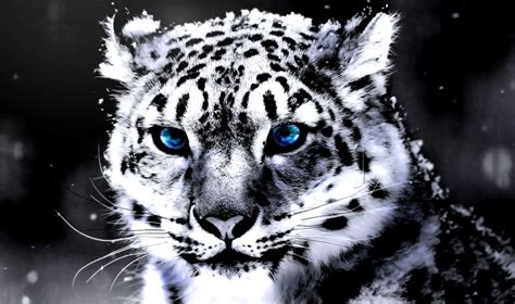 White Tiger With Blue Eyes Wallpapers 3d Wallpaper Cave