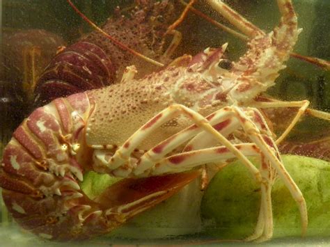 Langouste à la parisienne Plats Recettes