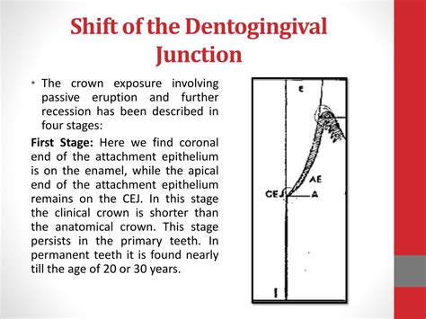 Ppt Periodontium Powerpoint Presentation Free Download Id2067263