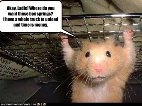 Funny Animal Funny Hamsters With Captions