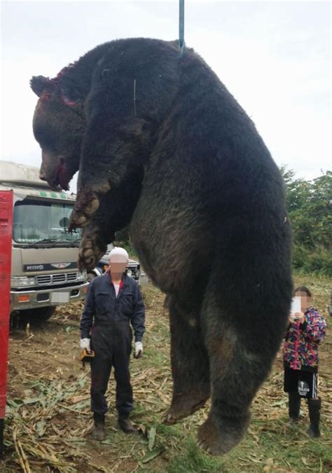 Metabolic Bear Shot In Hokkaido Tips Scales At 400 Kg The Japan Times