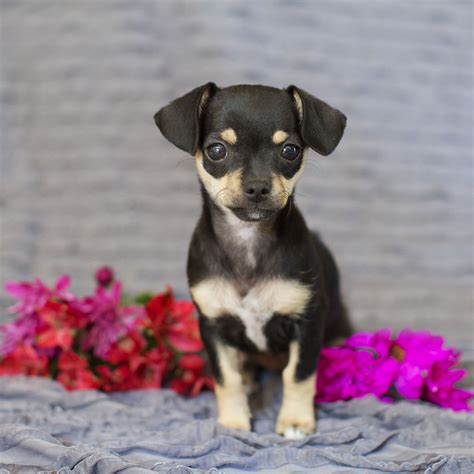 23 Black And Tan Chihuahua Terrier Mix L2sanpiero