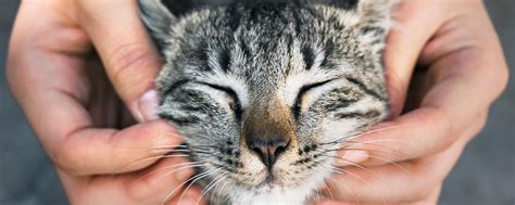 Why Do We Think Cats Are Unfriendly Bbc Future Cat Purr Cat