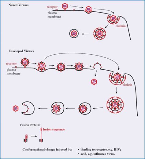 Attachment And Entry Of Viruses Into Cells Basicmedical Key