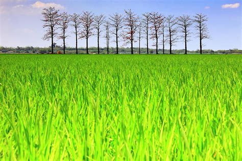 Paddy Field And Cotton Tree Photograph by Thunderbolt tw (bai Heng-yao) Photography