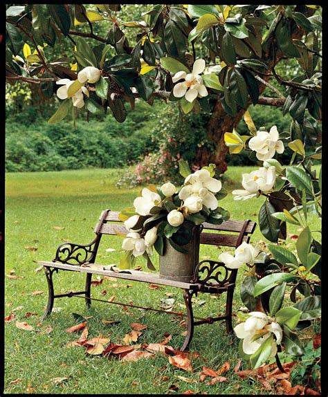 Yellow flowering trees in texas. The Complete Guide to Magnolia Trees | Magnolia tree ...