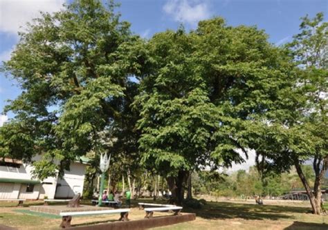Philippines Narra Trees Provides Best Antioxidant To Combat Major