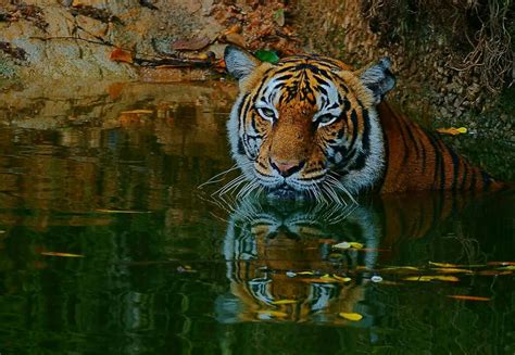 Zoo taiping & night safari. Diskaun 20 Peratus Di Zoo Taiping & Night Safari Untuk ...