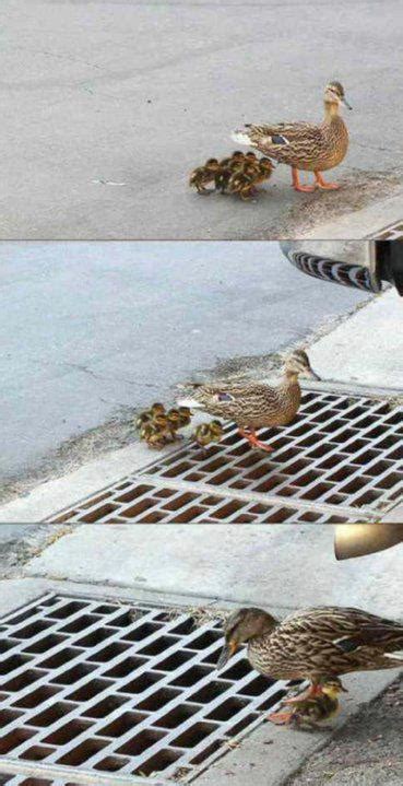 One Mans Funnies Mother Duck Losing Ducklings Down The Drain