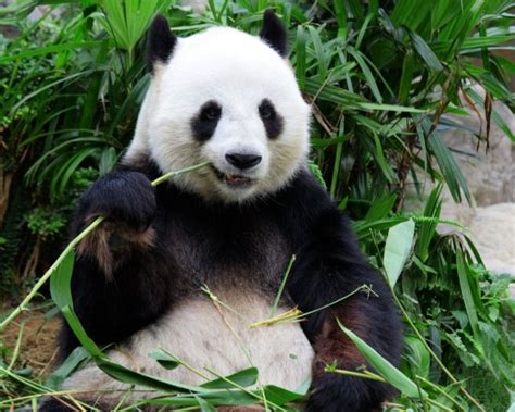 Panda Habitat Decreasing Due To Tourism Growth Tr
