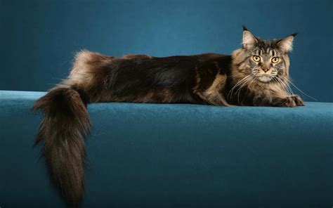 Wallpaper Whiskers Maine Coon Beautiful Big Kitten Fluffy