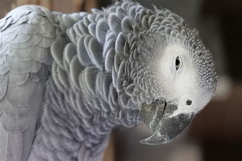 Free Download Animal World Birds Parrot African Grey Parrot