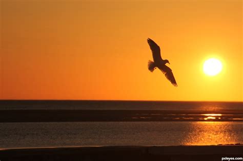 Sunset Bird Picture By Leanord For Bird Flight Photography Contest